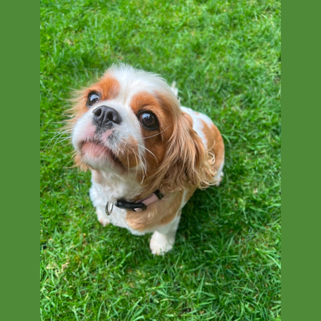 Photo of Loyal Miss Paris