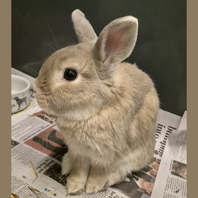 Photo of Ghost (Bonded With Casper)
