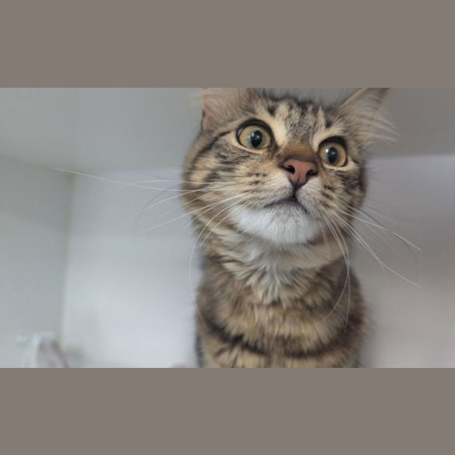 Photo of Momo
