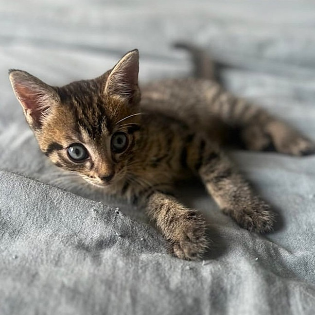 Photo of Tommy