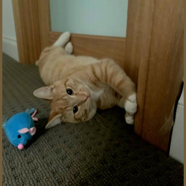 Photo of Sammy
