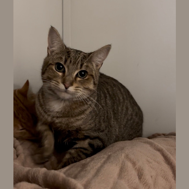 Photo of Gazpacho