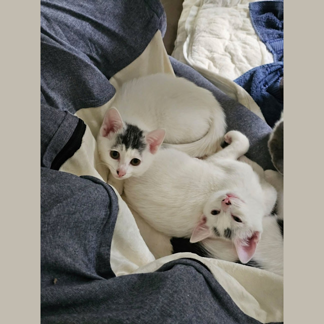 Photo of Indy 