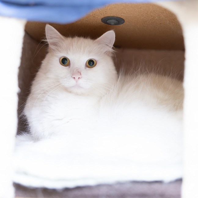 Photo of Olive