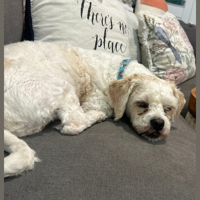 Photo of Timmy   1 Year Old Shih Tzu X Poodle