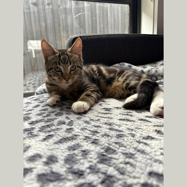 Photo of Sulley (Was Mogs)