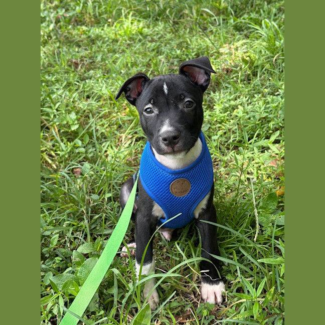 Photo of Bodhi