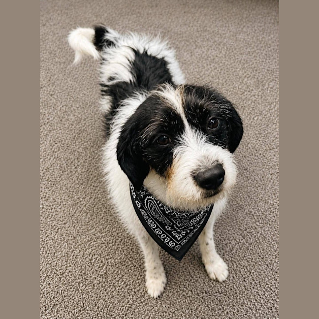 Photo of Oscar