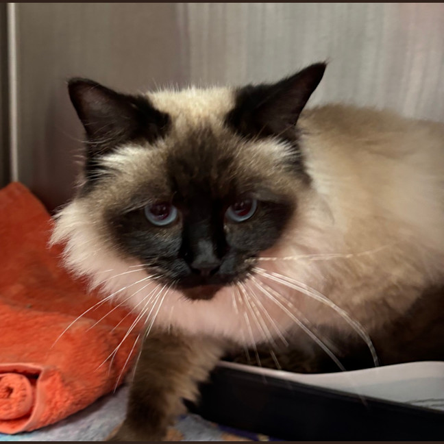 Photo of Tikki