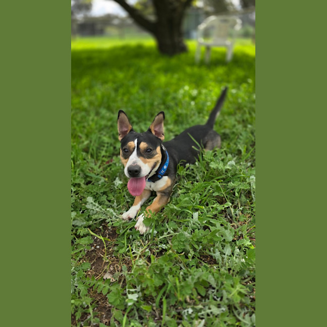 Photo of Boss