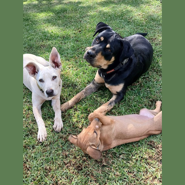 Photo of Jax 