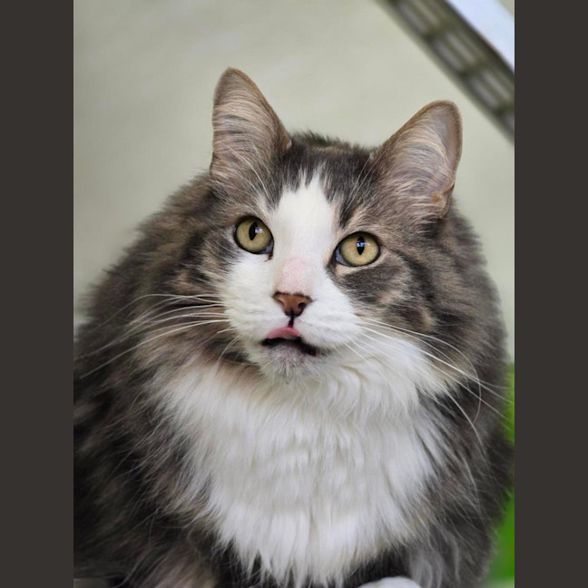 Photo of 🎩 Buddy 7214 🎩