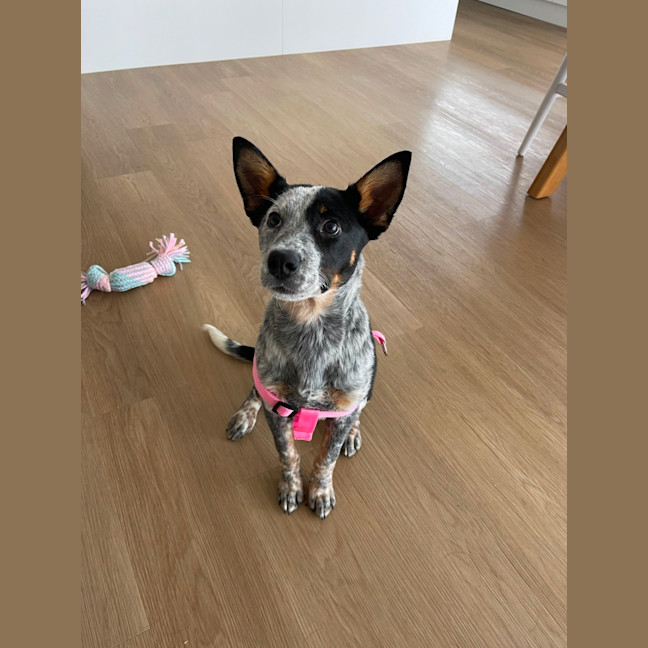 Photo of Zadie   8 Month Old Cattle Dog X (Trial)