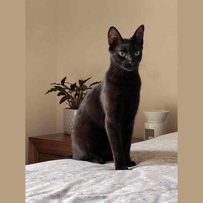 Photo of Eddie & Akira