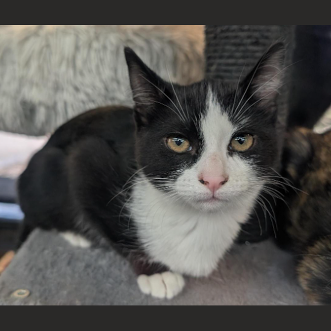 Photo of Slifer The Sky Dragon