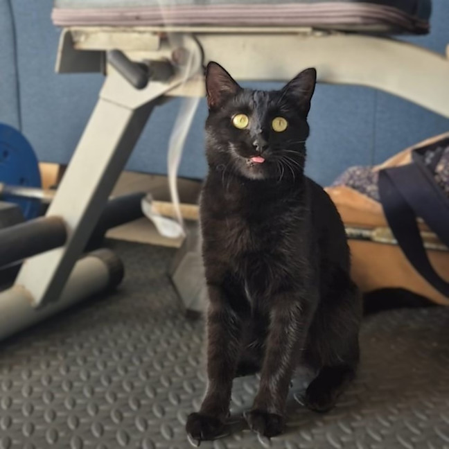 Photo of Liesa The Cat