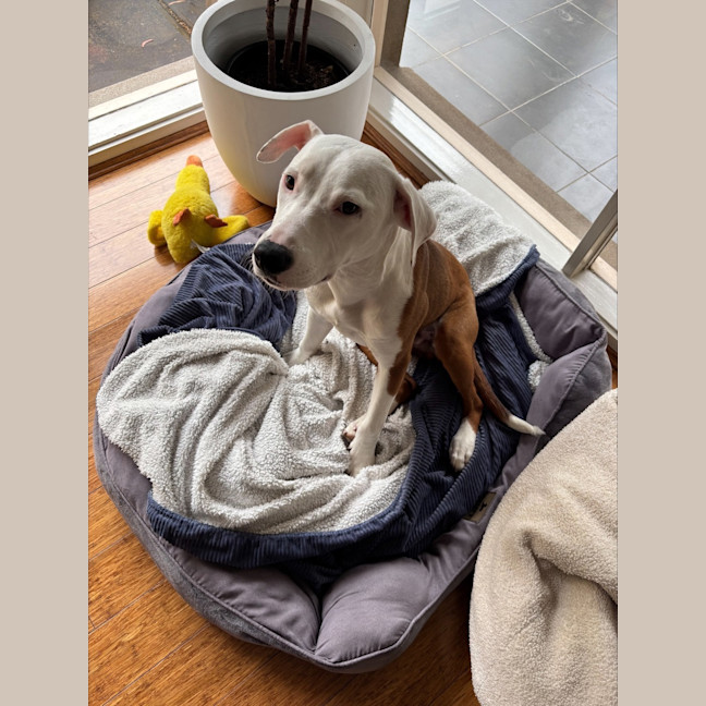 Photo of Ziggy