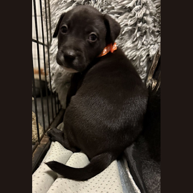 Photo of Collar Orange 