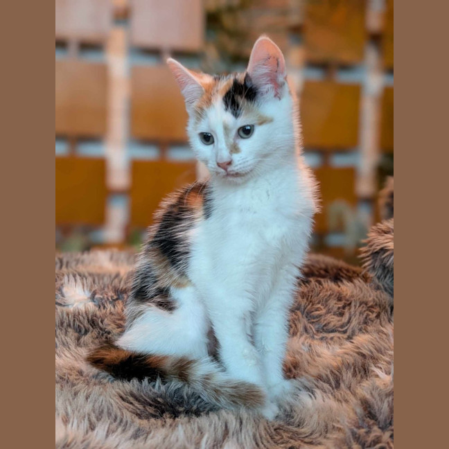 Photo of Adriana   Located In Pascoe Vale South 