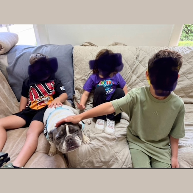 Photo of Dora   6 Year Old French Bulldog