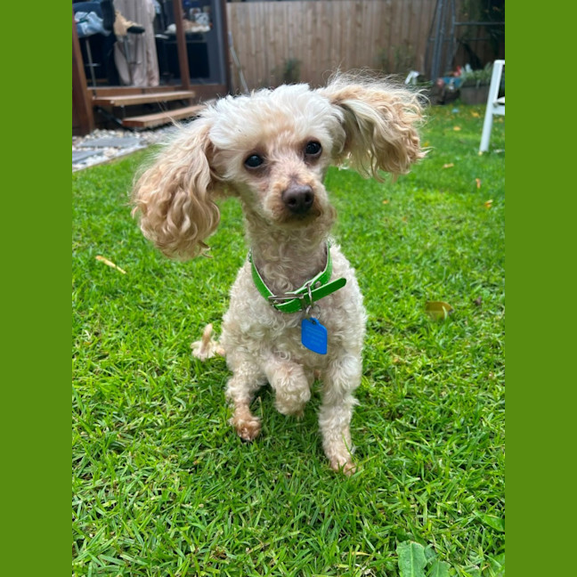 Photo of Nicole And Bobo