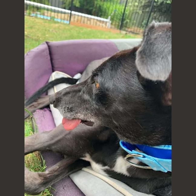 Photo of Betty, The Greyhound