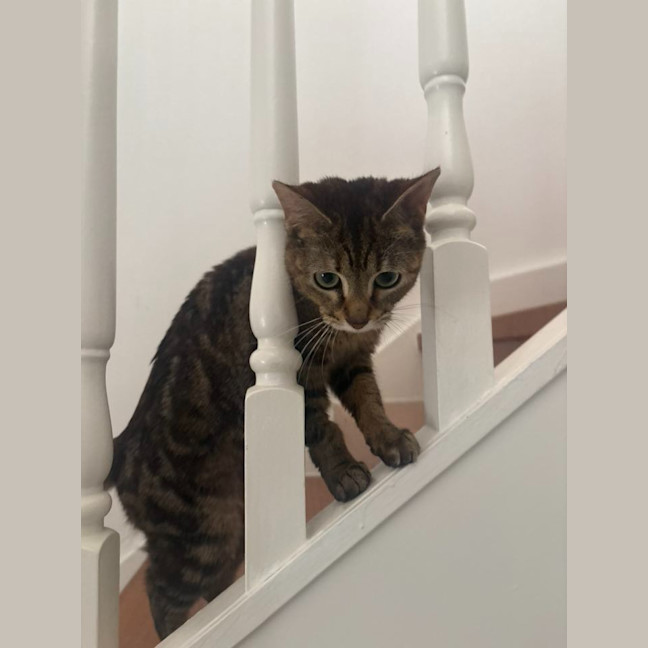 Photo of Kiko
