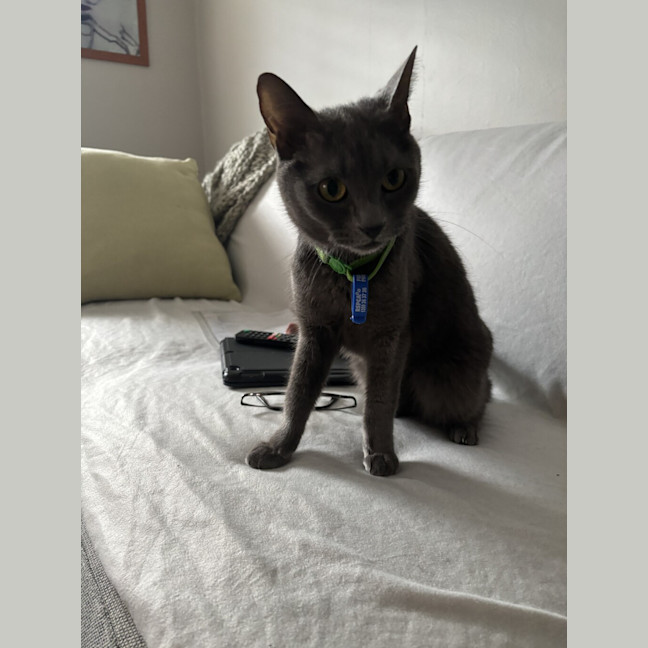 Photo of Merlot