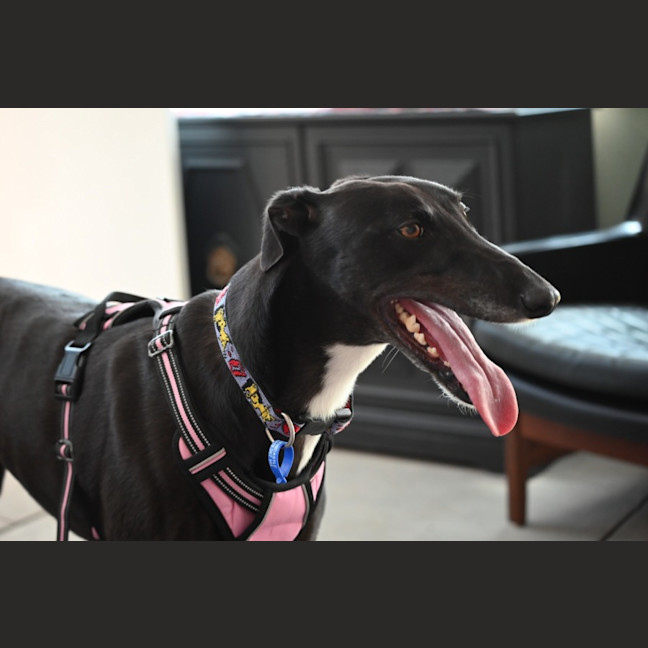 Photo of Lucy   4 Year Old Greyhound