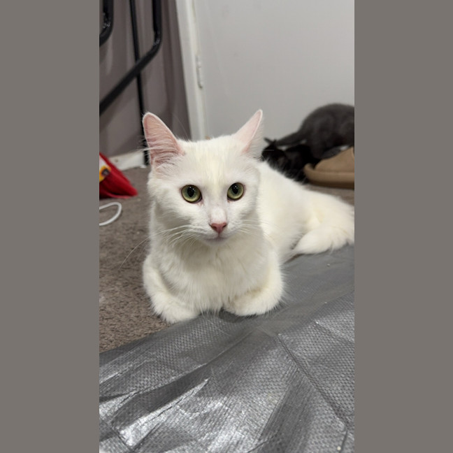 Photo of Luna