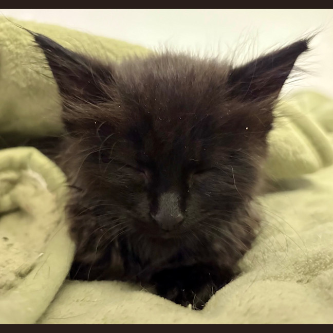 Photo of Tylenol Aka Ty