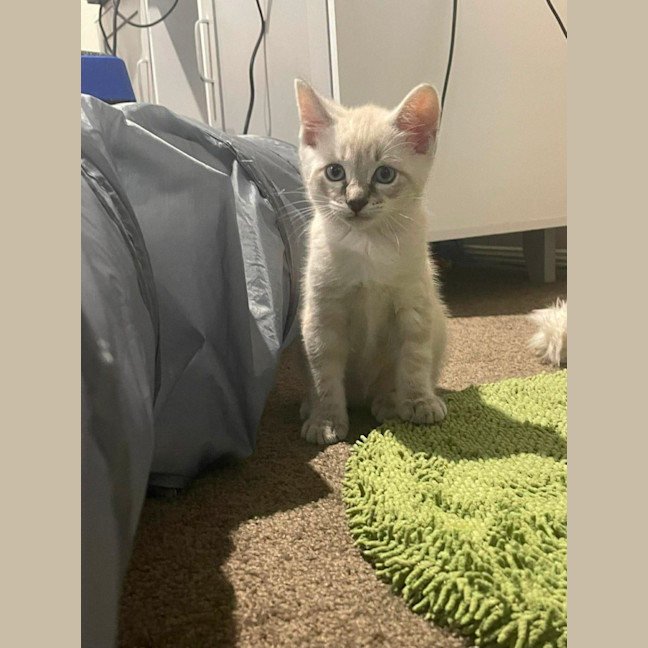 Photo of Luna