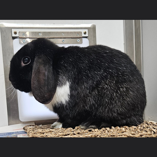 Photo of Max