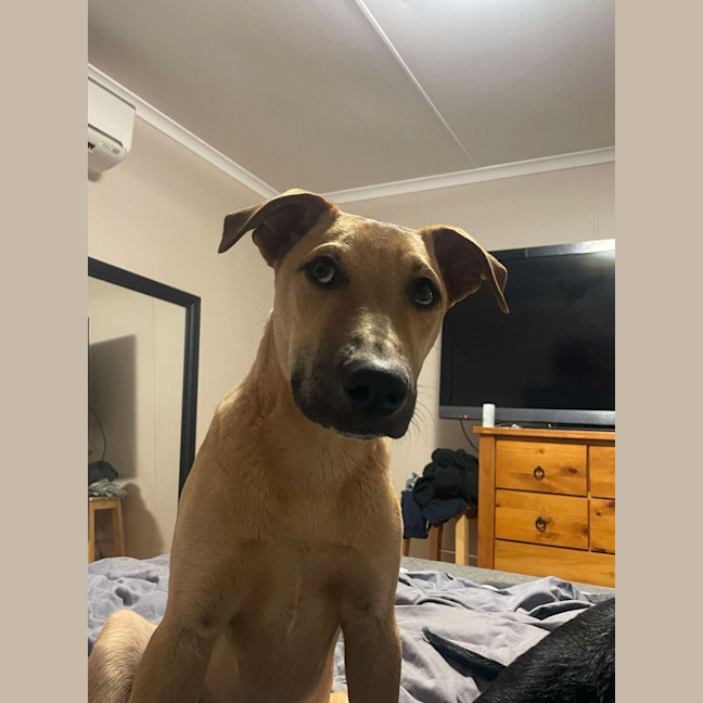 Photo of Loki