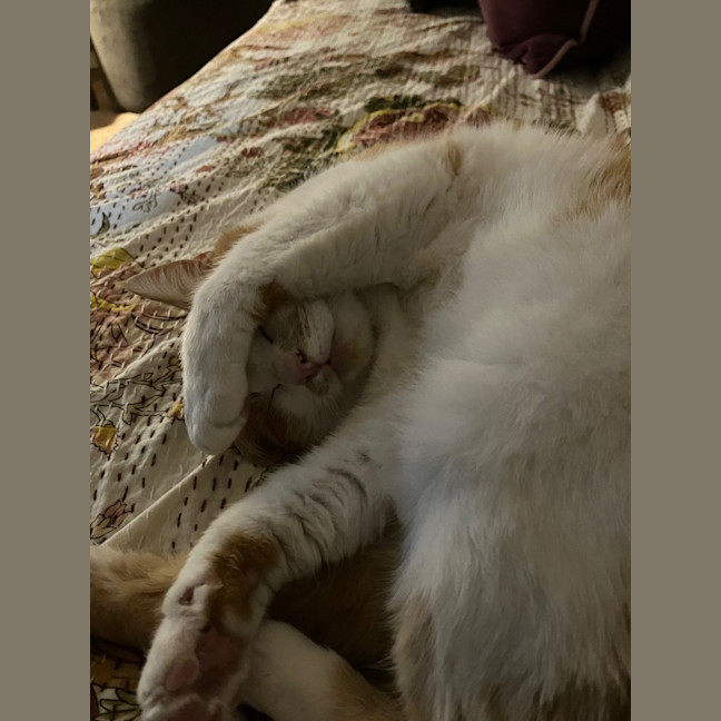 Photo of Luna