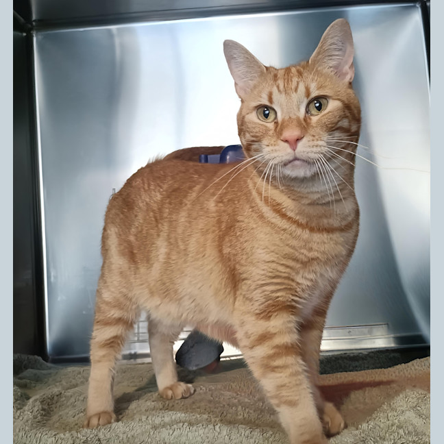 Photo of Cheeto