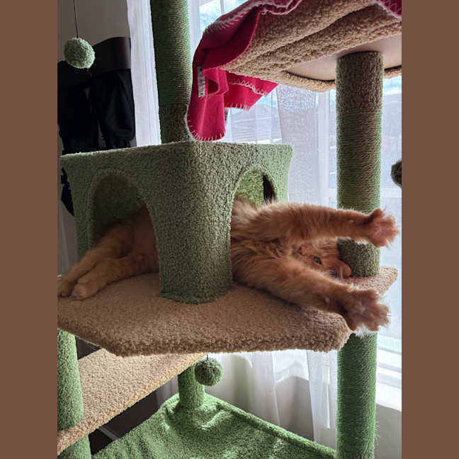 Photo of Juno
