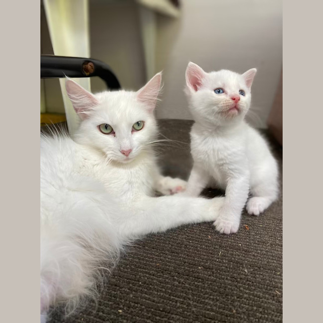 Photo of Misty. Gentle Girl