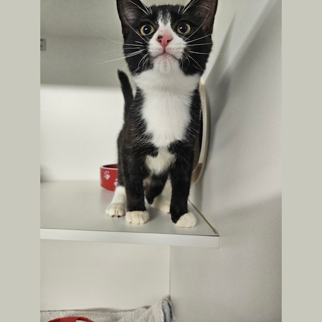 Photo of Sir Pounce