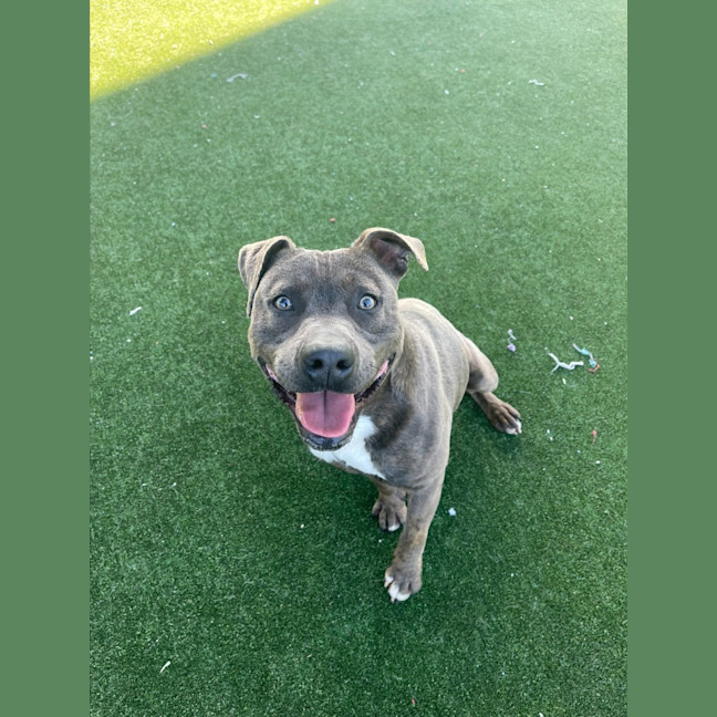 Photo of Dave Imp 678