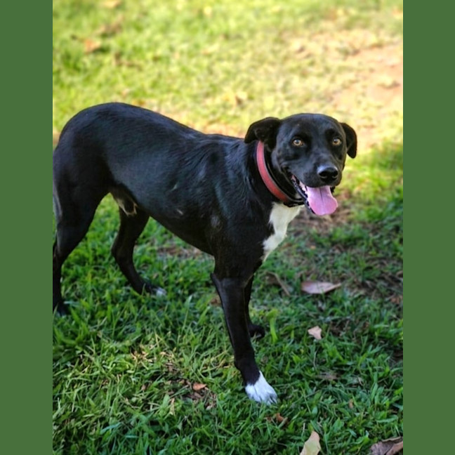 Photo of Scooby