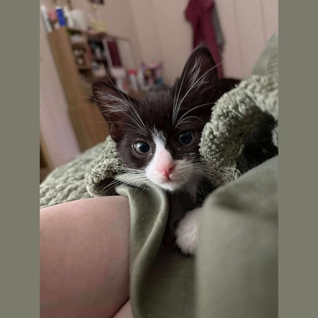 Photo of Ophelia 