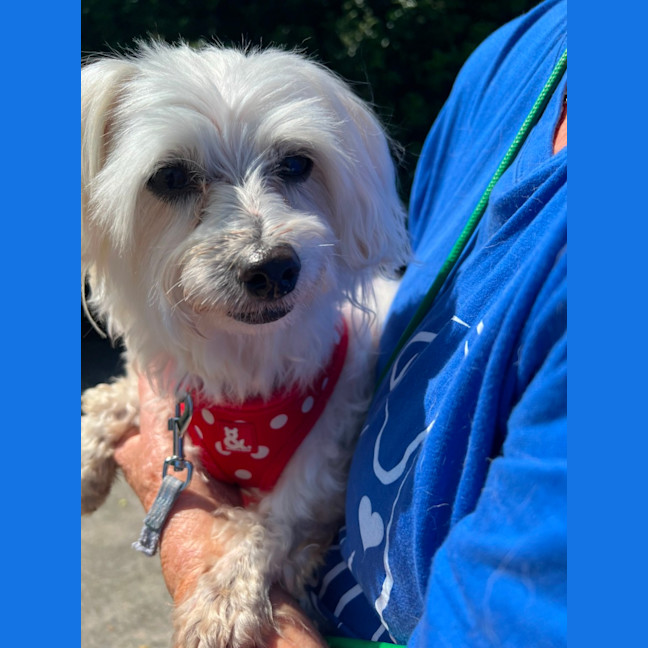 Photo of Casper And Bella   8 Year Old Maltese X