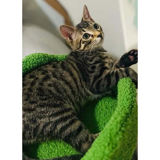 Photo of 11602   Bam Bam  