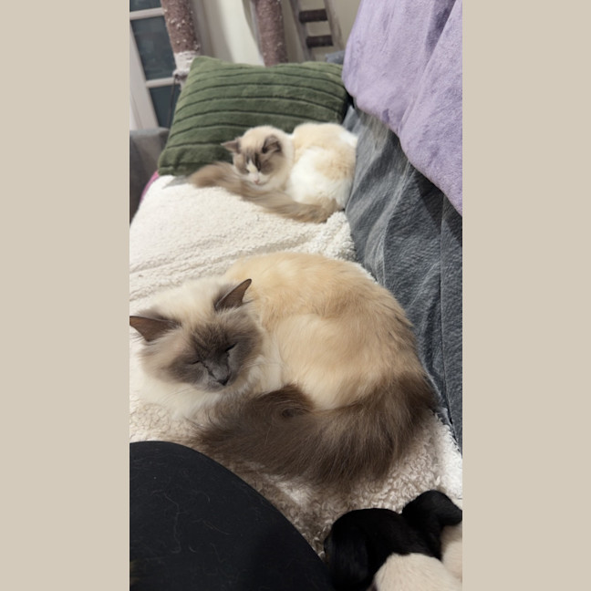Photo of Stella