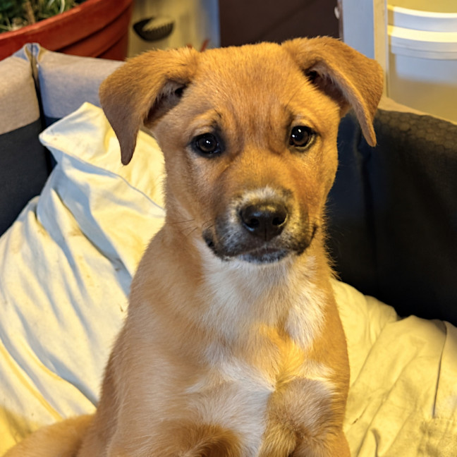 Photo of Barney
