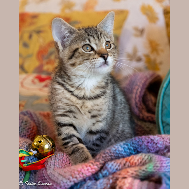 Photo of Fitz