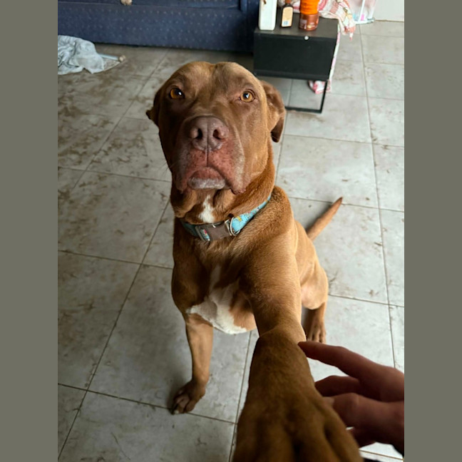 Photo of Jax   6 Year Old Mastiff X Labrador
