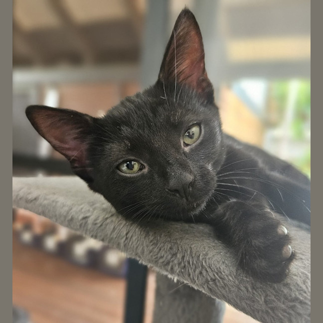 Photo of Void The Valiant