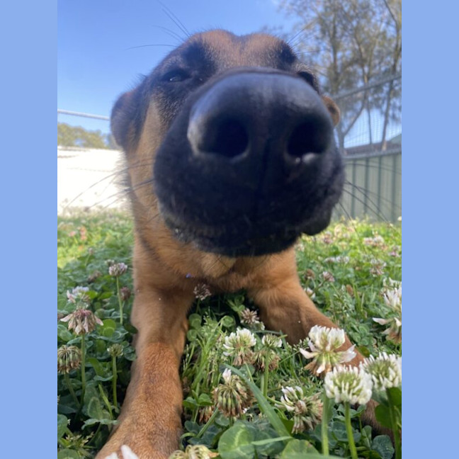 Photo of Gypsy